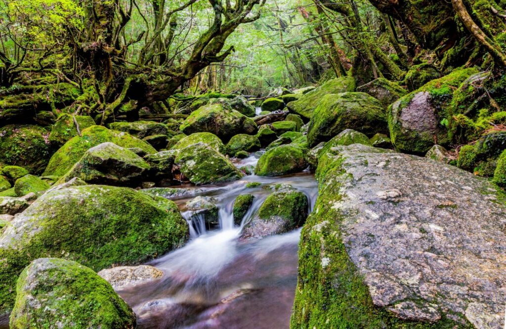 屋久島の白谷雲水峡にある苔むす森の清らかな川の様子