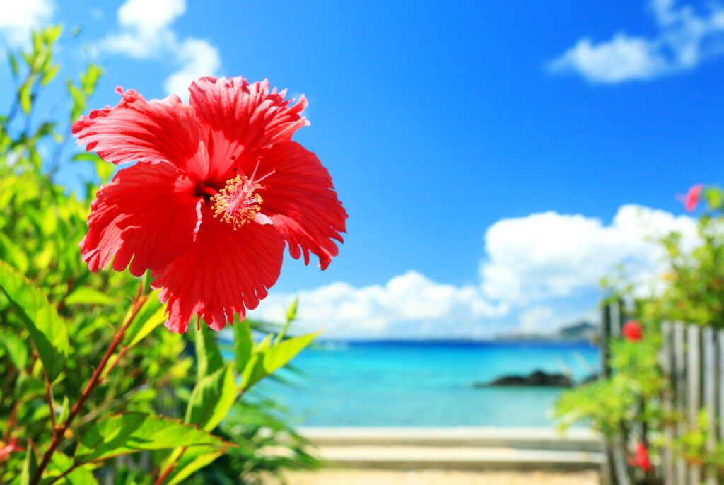 沖縄の青い海と青い空と真っ赤なハイビスカス