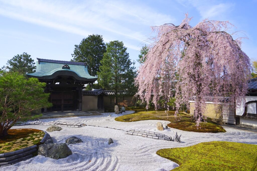 春の京都高台寺の満開の枝垂桜　