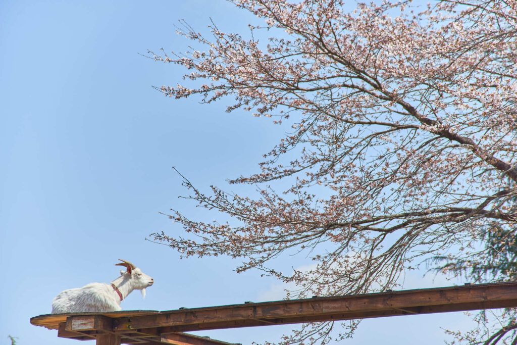 午前: 那須高原りんどう湖ファミリー牧場で動物とふれあい