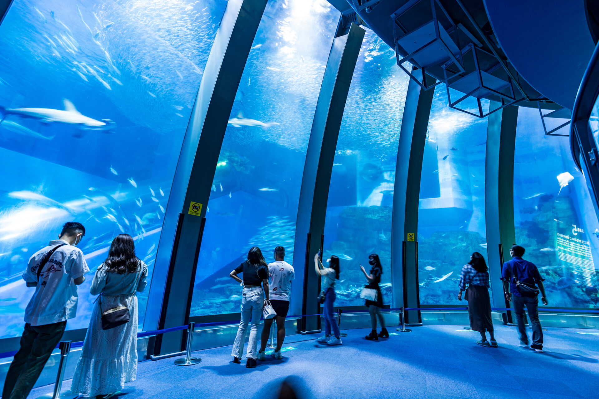 横浜八景島シーパラダイスの大きな水槽で泳ぐ魚を見る人