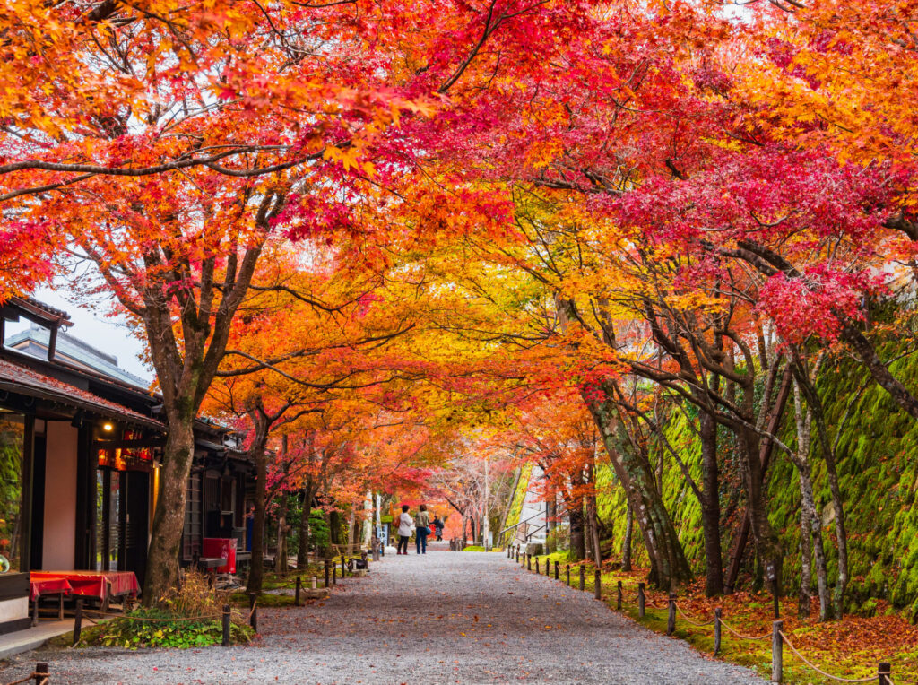 三千院の紅葉のトンネル