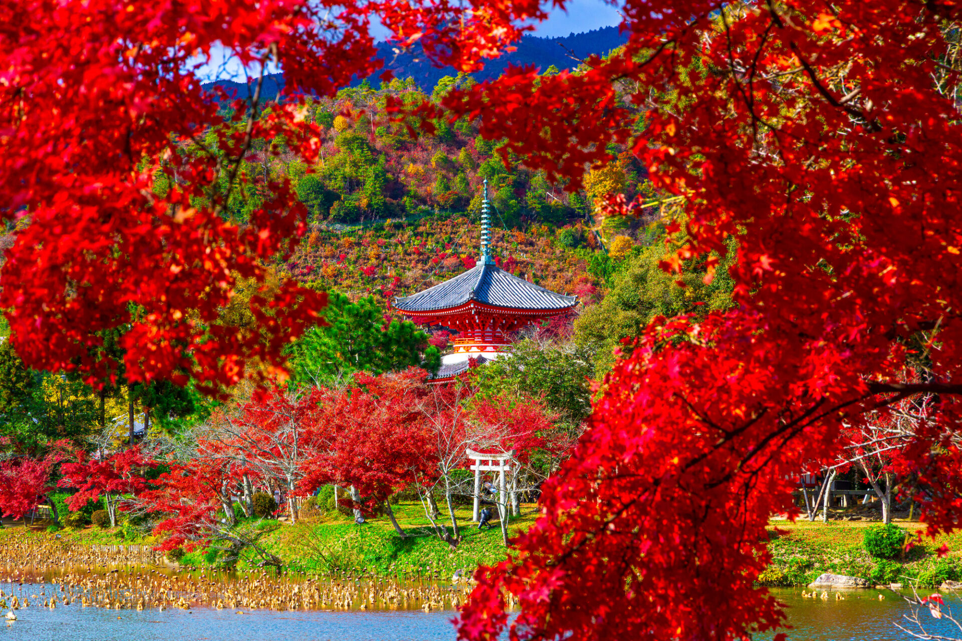 京都　紅葉