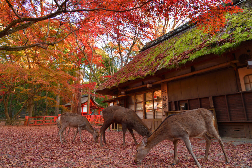 紅葉の季節の奈良は美しい絶景が広がります