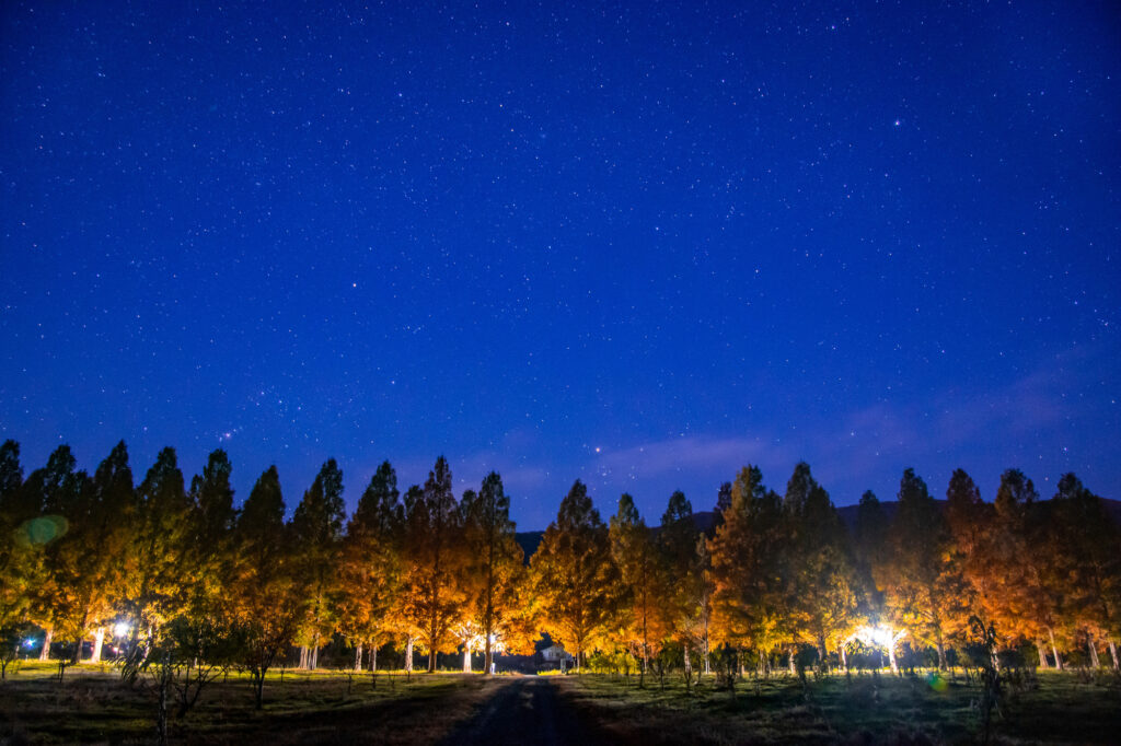 夜: メタセコイア並木