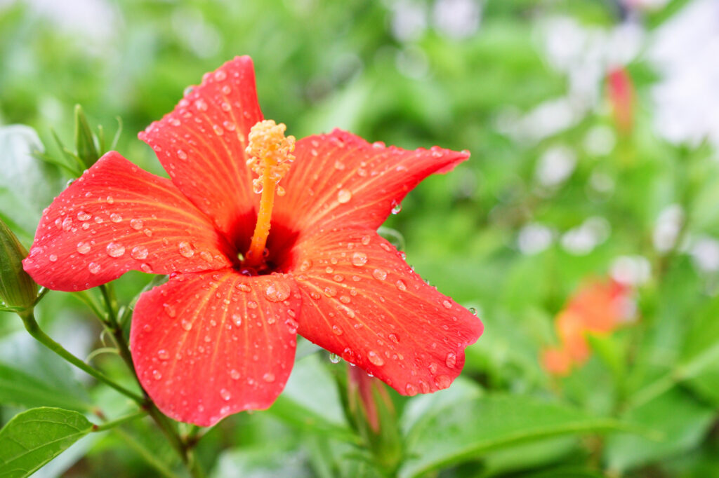 まとめ｜雨の日でも楽しめる沖縄観光