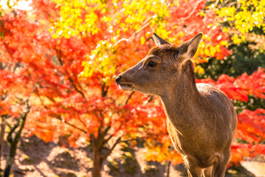 奈良公園の紅葉(例年の見頃:10月下旬～)