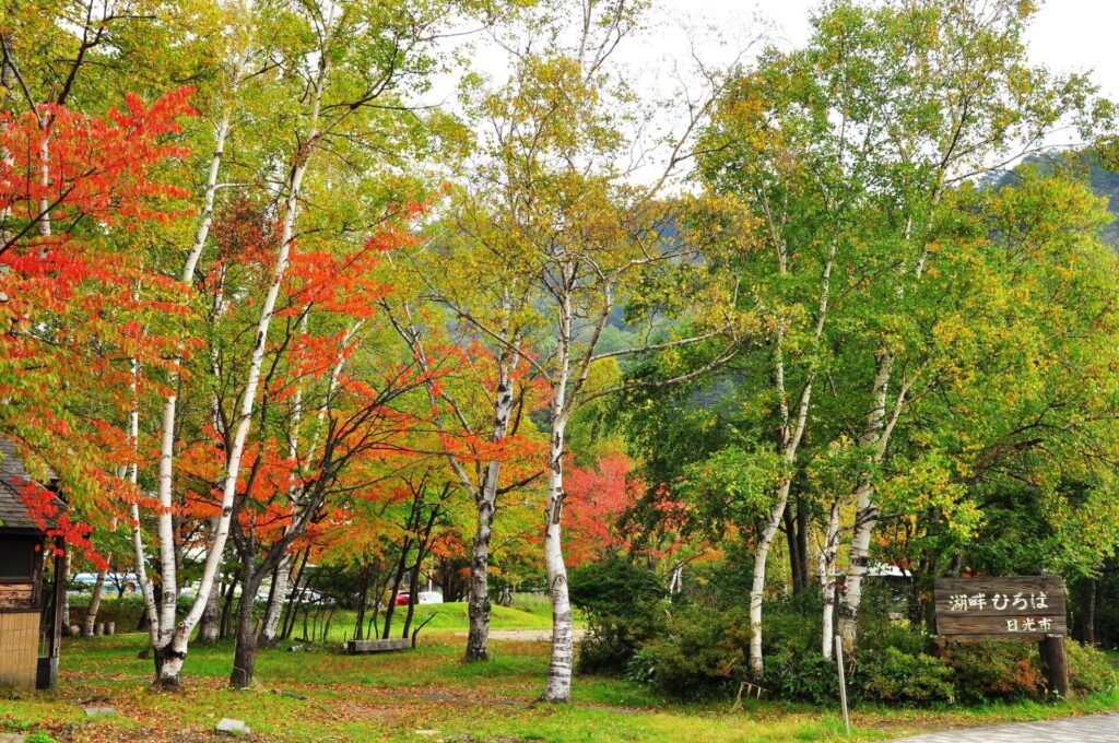 湯ノ湖畔広場の鮮やかな紅葉
