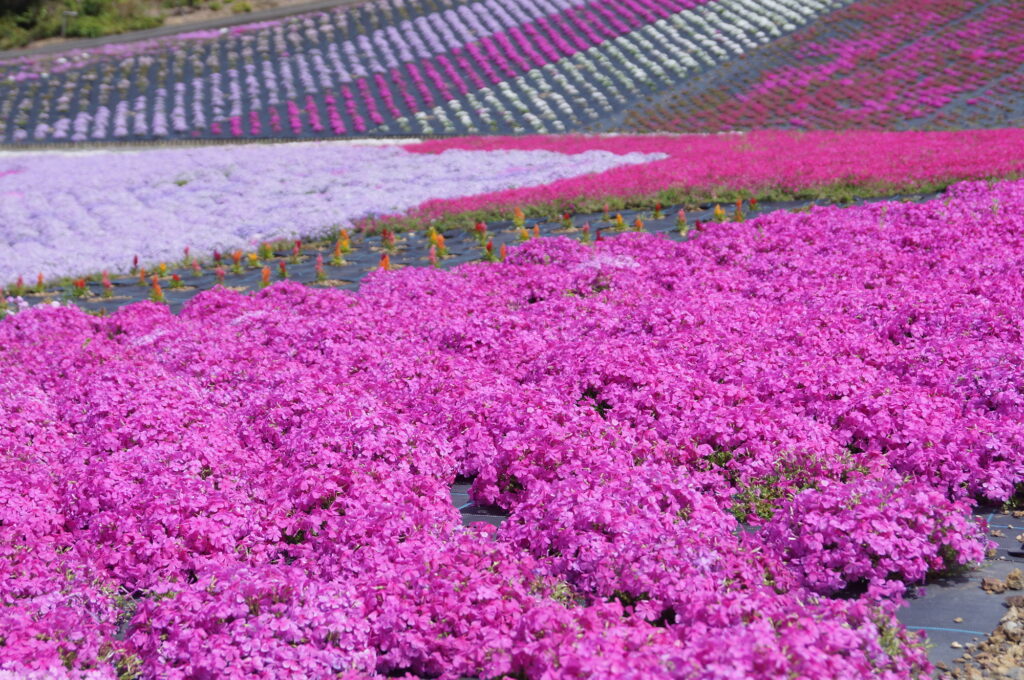 ピンクに染まる志摩市観光農園