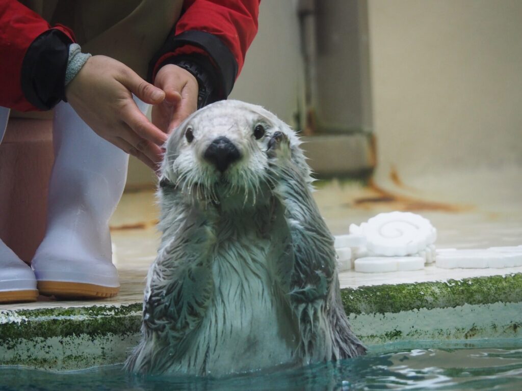 鳥羽水族館の人気者のラッコ