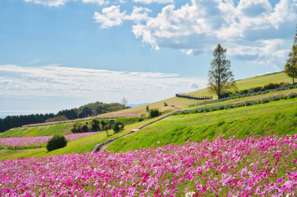 午後: 兵庫県立公園 あわじ花さじきで花見