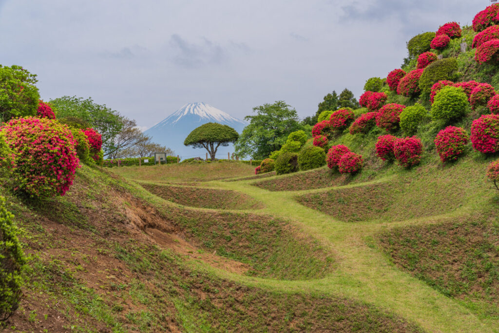 （静岡県）ツツジ咲く山中城址公園、後方に富士山