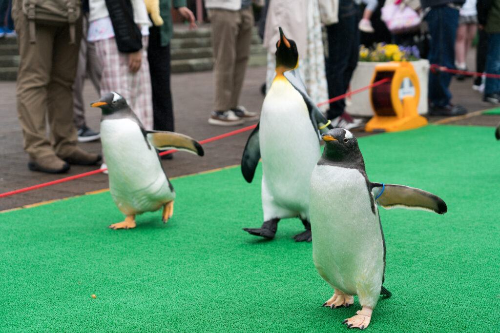 午後: 登別マリンパークニクスでペンギンパレードを観る