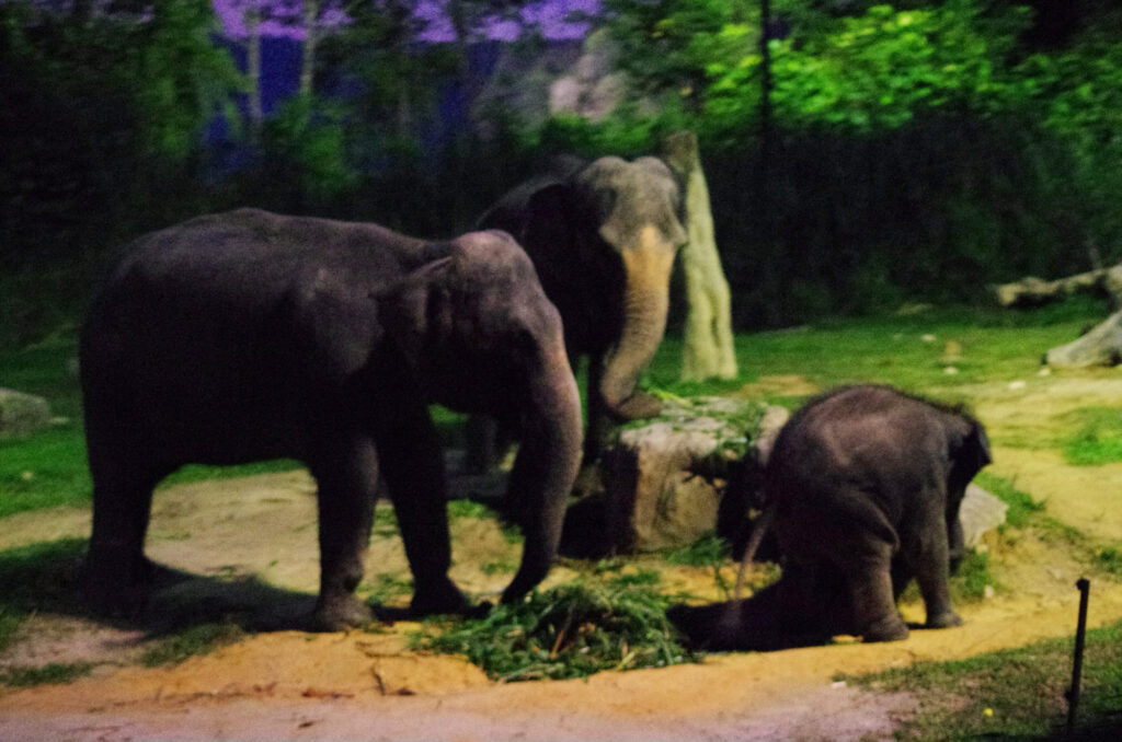 夜: ナイトサファリで夜の動物観察