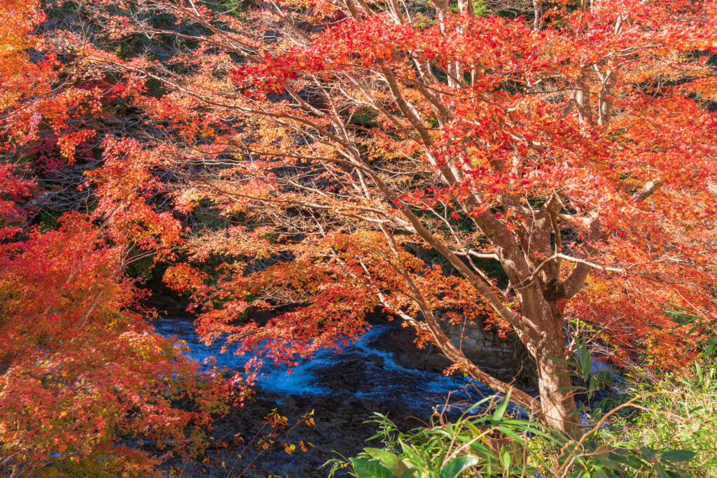 粟又の滝上流部の紅葉