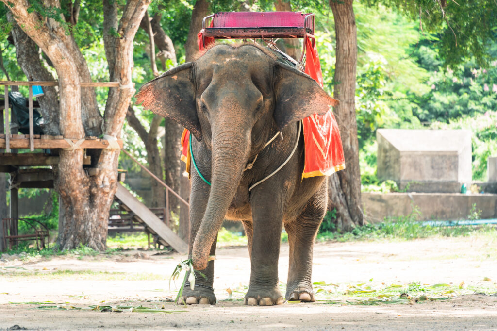タイの観光地で飼育されている象