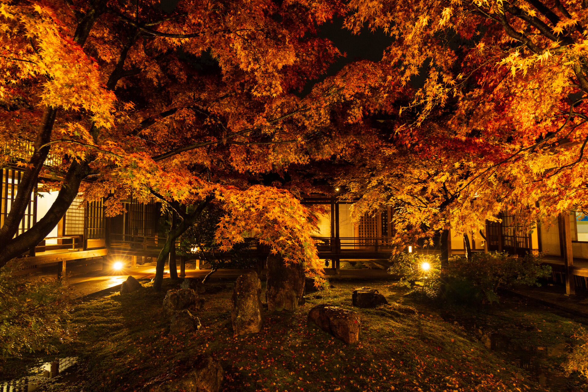 建仁寺　紅葉