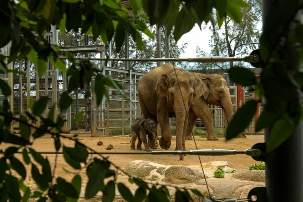 メルボルン動物園のゾウ