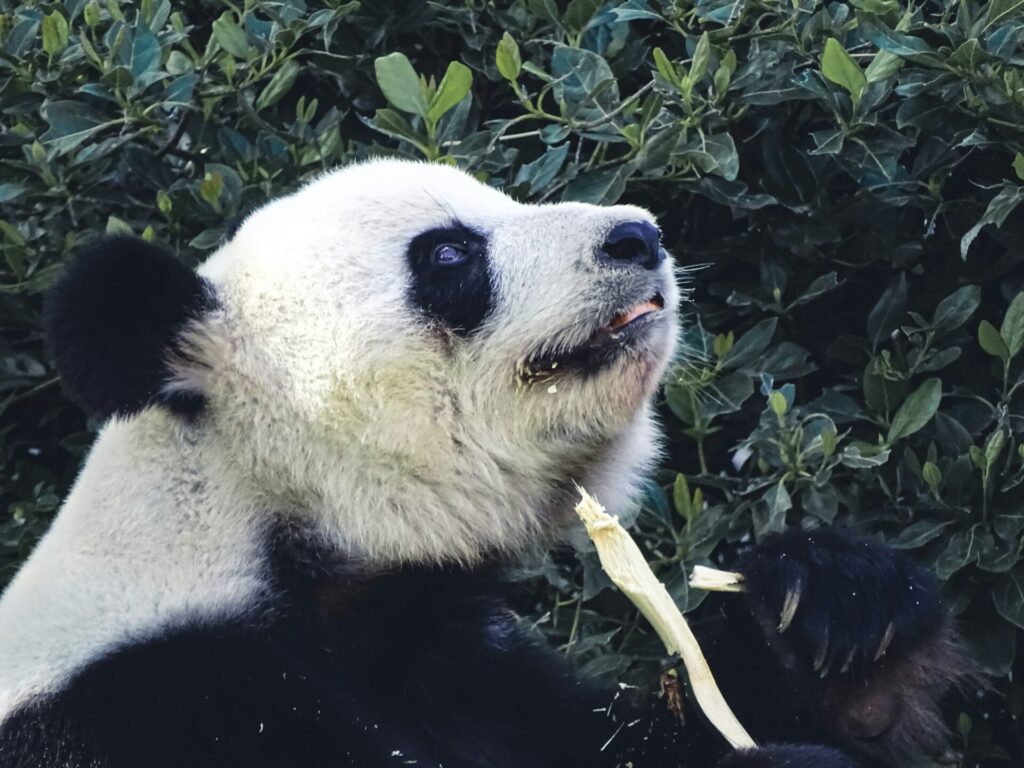 アデレード動物園のパンダ