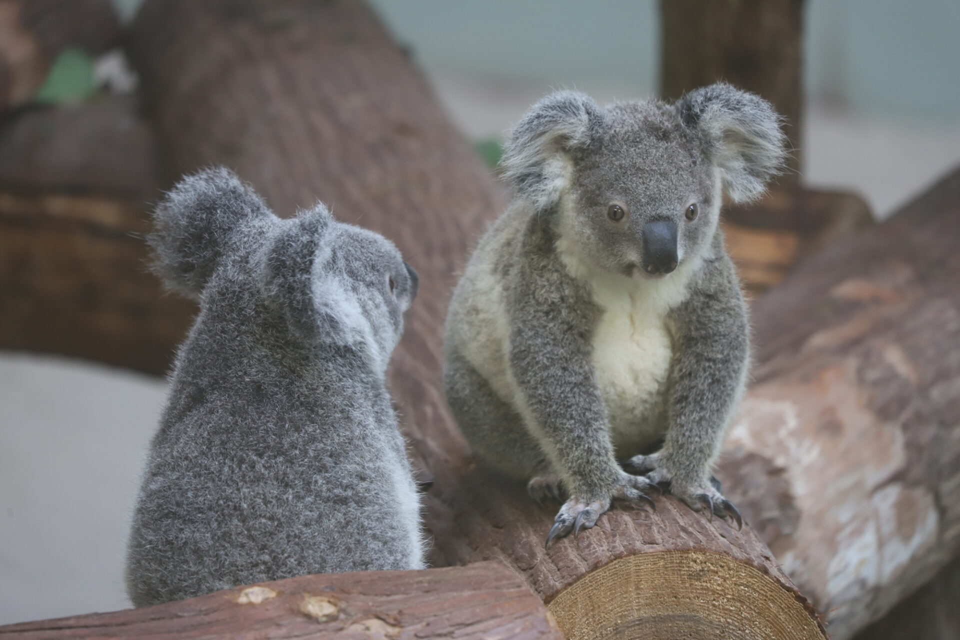 オーストラリアの人気動物コアラ