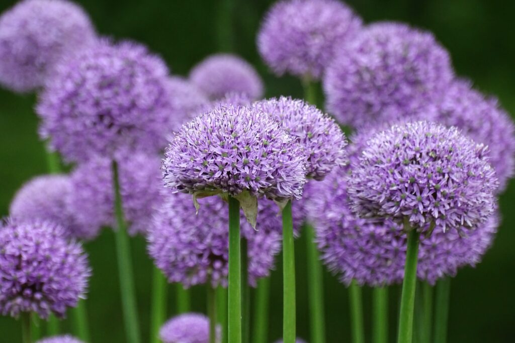 キュー王立植物園の植物