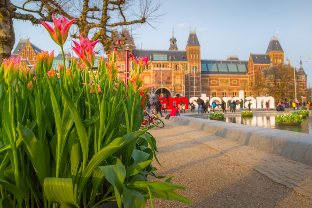 Flowers and Rijksmuseum, Amsterdam, Holland 
