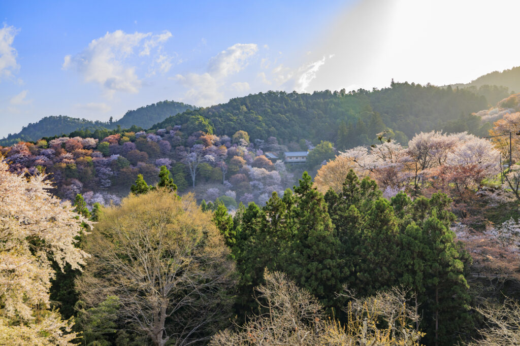 桜満開の世界遺産　早朝の吉野山 