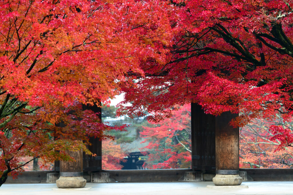 紅葉が美しい南禅寺の三門