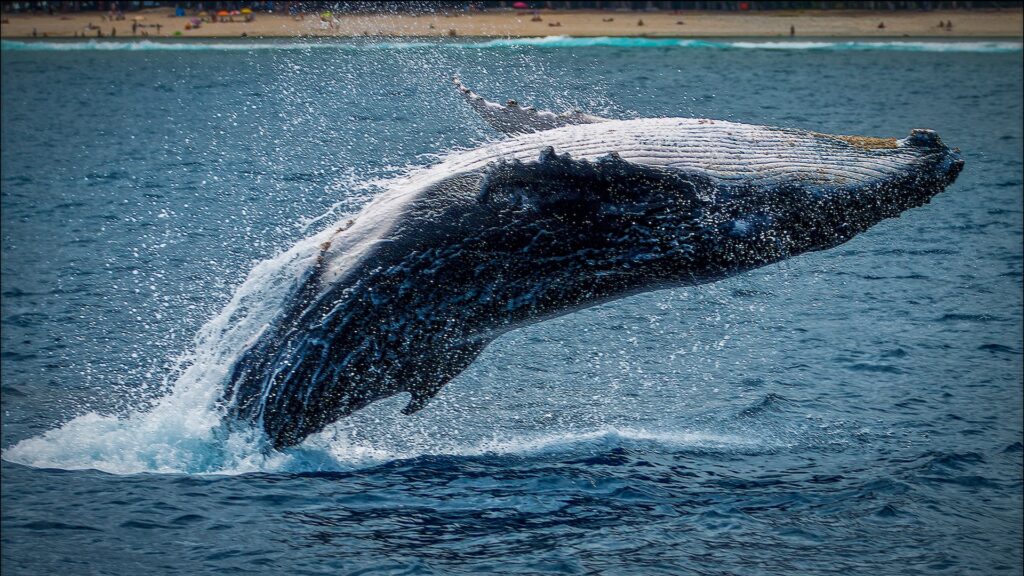 ザトウクジラに会えるホエールウォッチング