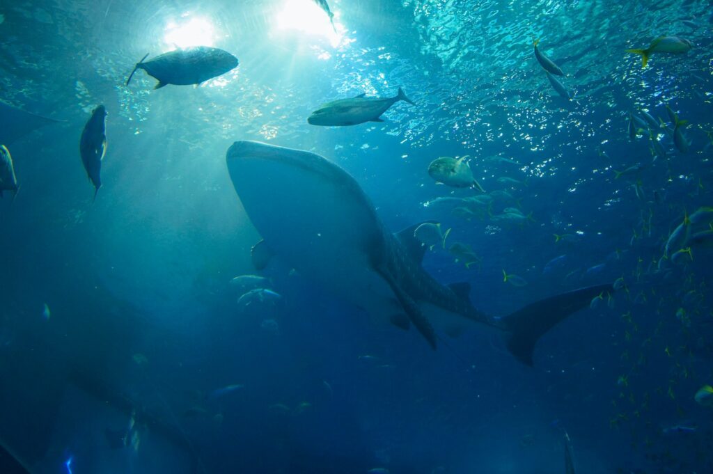 水中を幾多の魚が泳ぐ幻想的な光景