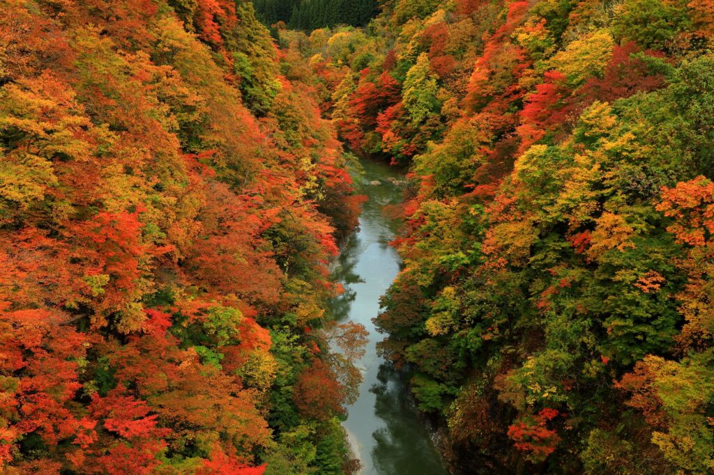 長野県で見たい紅葉