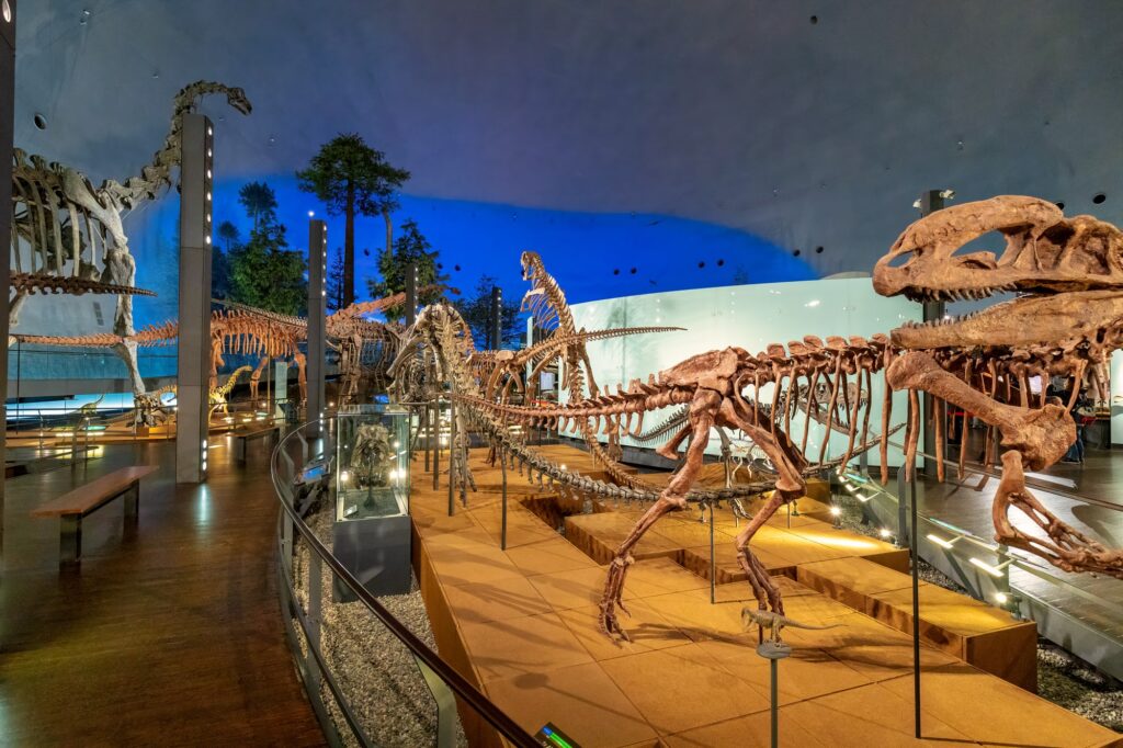 本格的な福井恐竜博物館