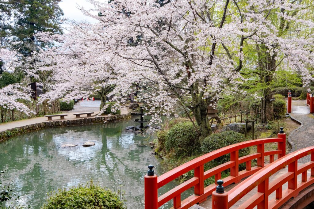 打吹公園内に咲く満開の桜と池