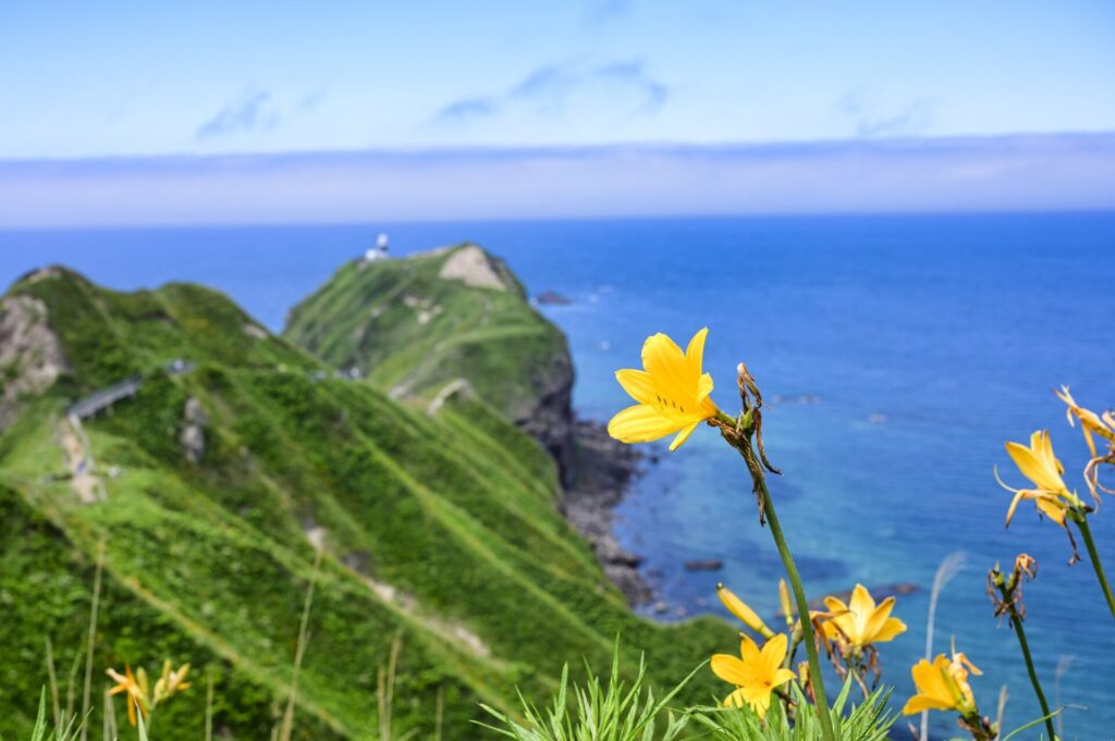 夏の北海道旅行におすすめの神威岬に咲くエゾカンゾウ
