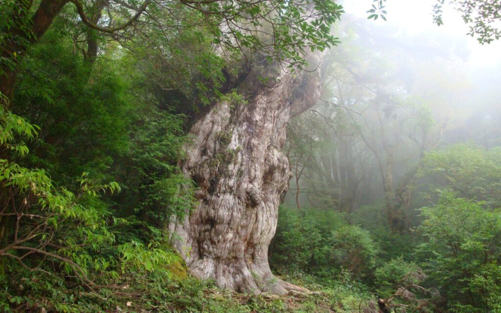 屋久島で今もなお佇む雄大な縄文杉