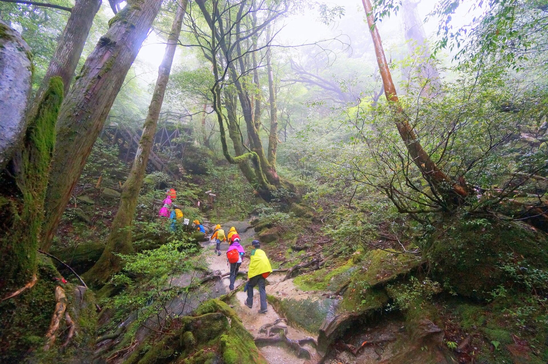 雨が多い屋久島ではトレッキングや登山にも注意が必要