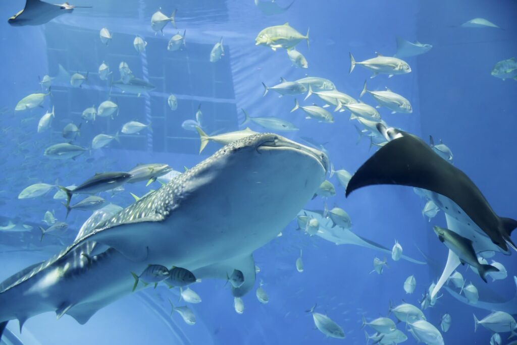 沖縄観光で訪れたい美ら海水族館