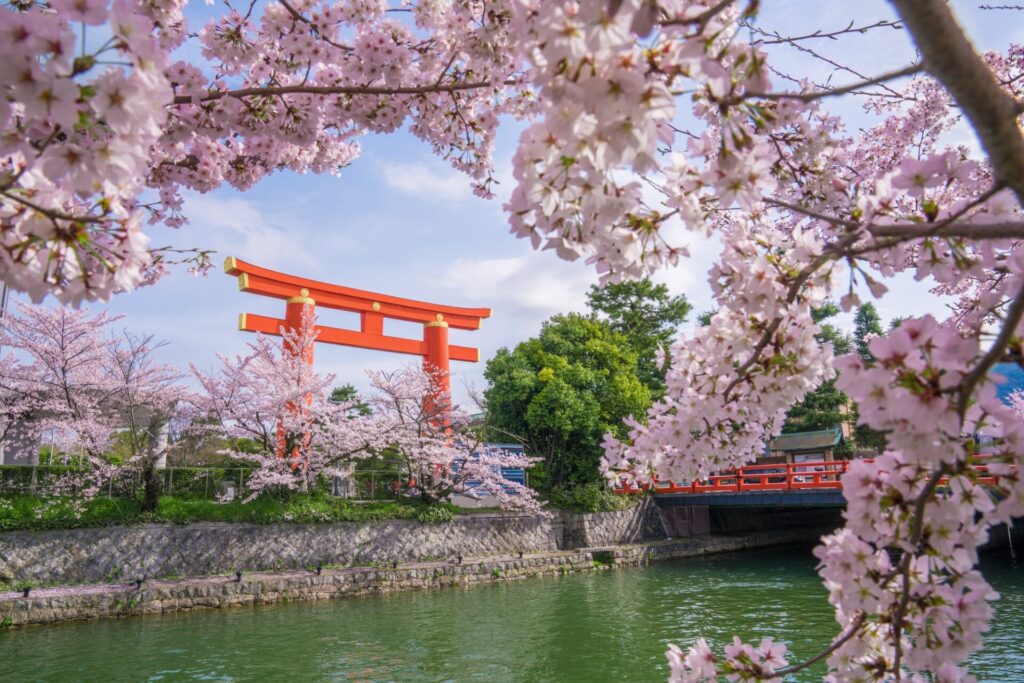 満開に咲く桜と平安神宮前の大鳥居