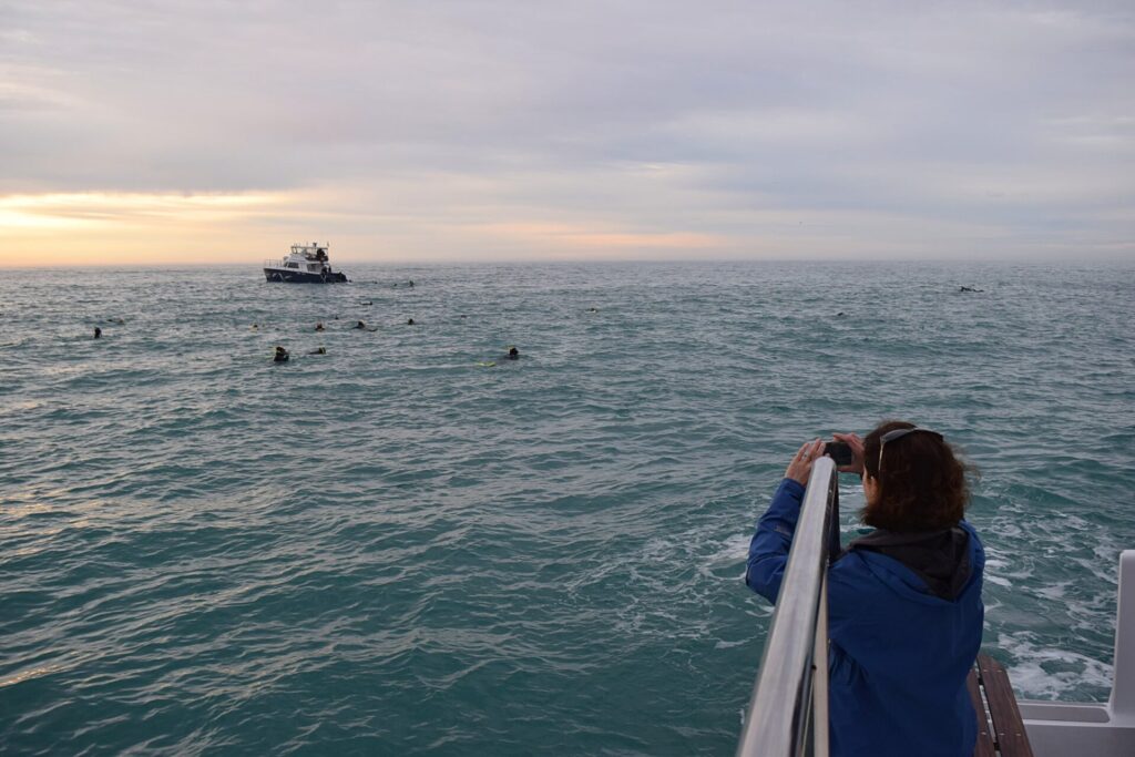 イルカウォッチングツアーを体験しイルカを観察している女性