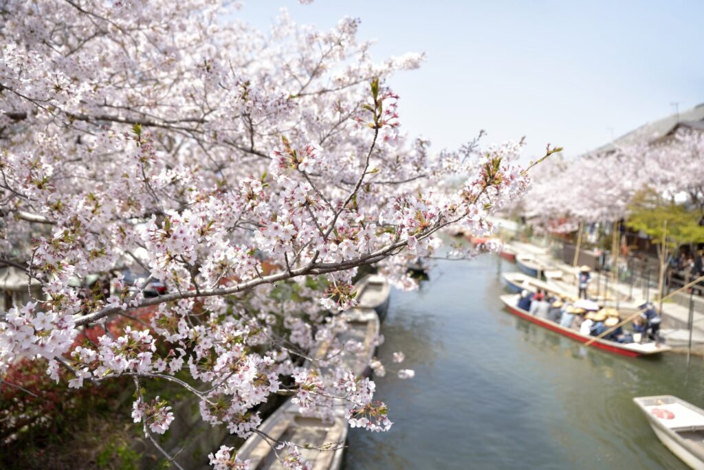 柳川に咲く満開の桜
