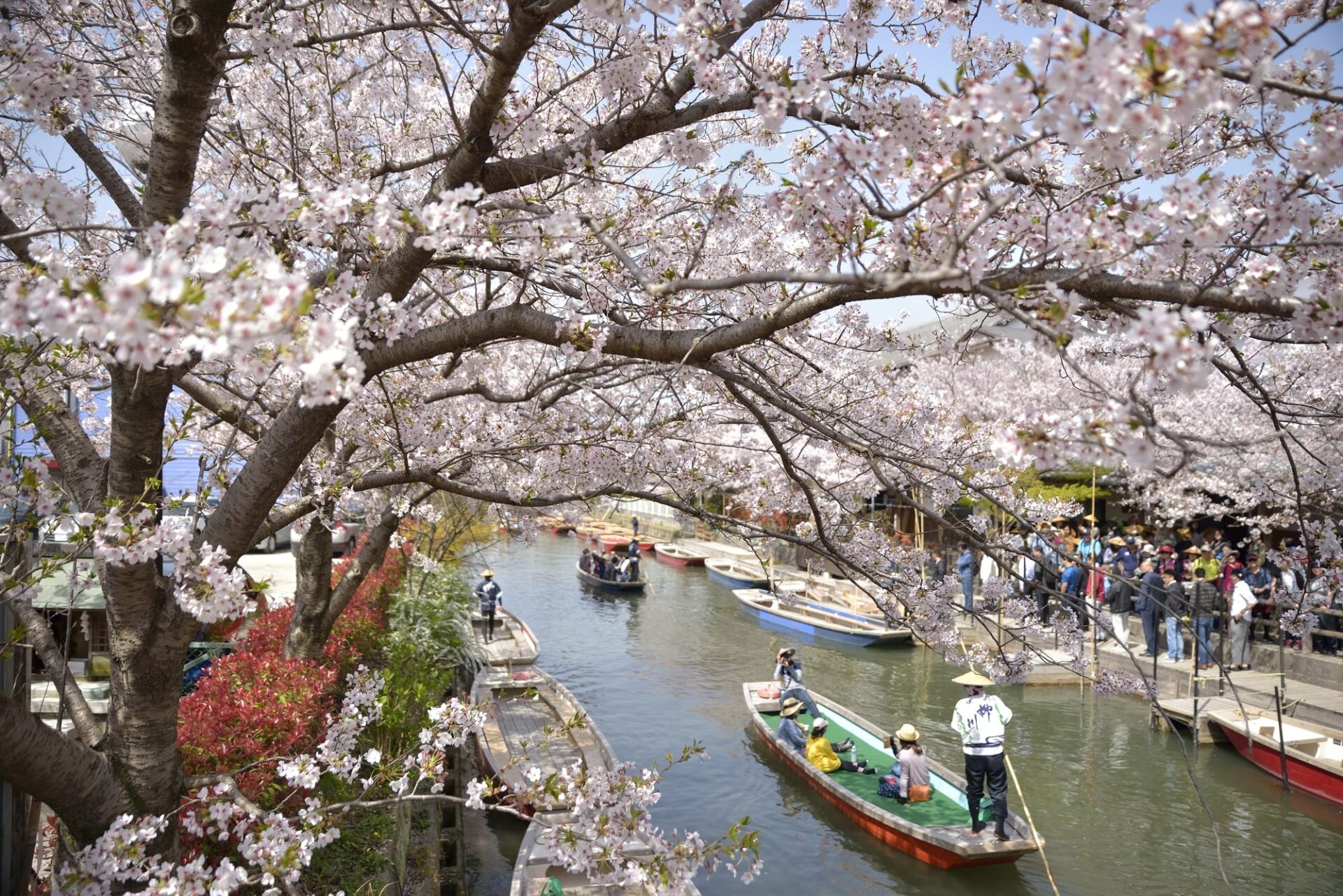 柳川市　川下り　春の桜満開の風景