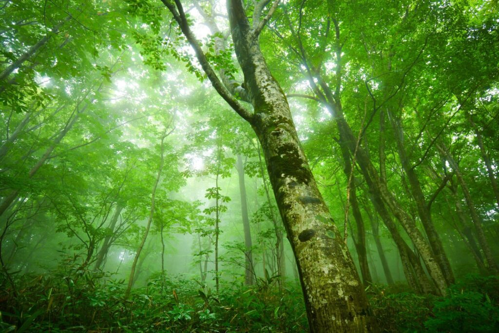 世界遺産の白神山地の森の新緑の様子