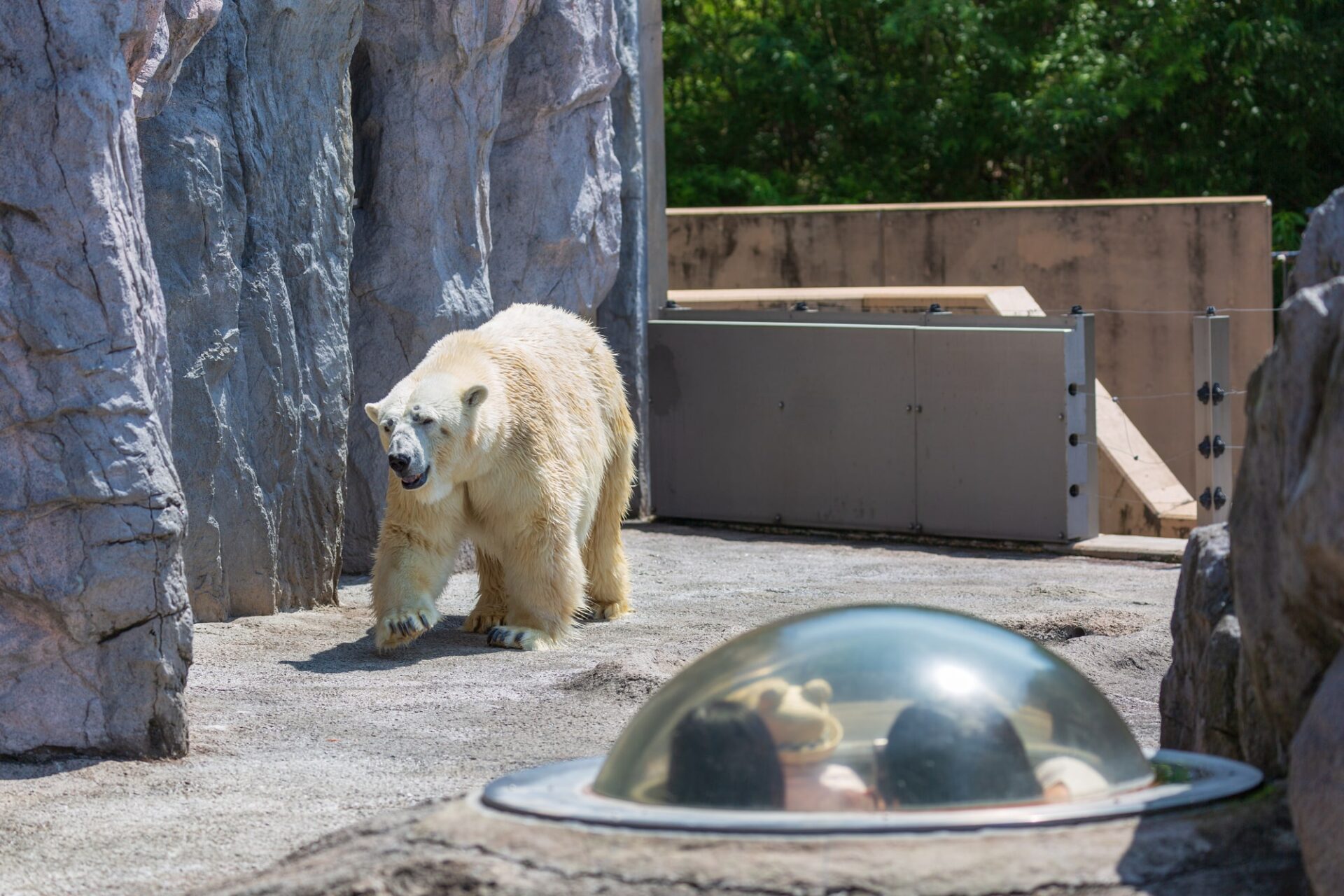 北海道旅行で人気の観光地の旭山動物園の人気者しろくま