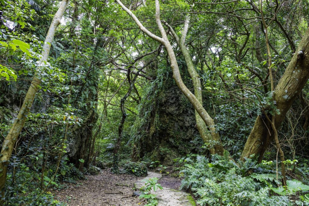 沖縄観光で訪れたい斎場御嶽の原生林