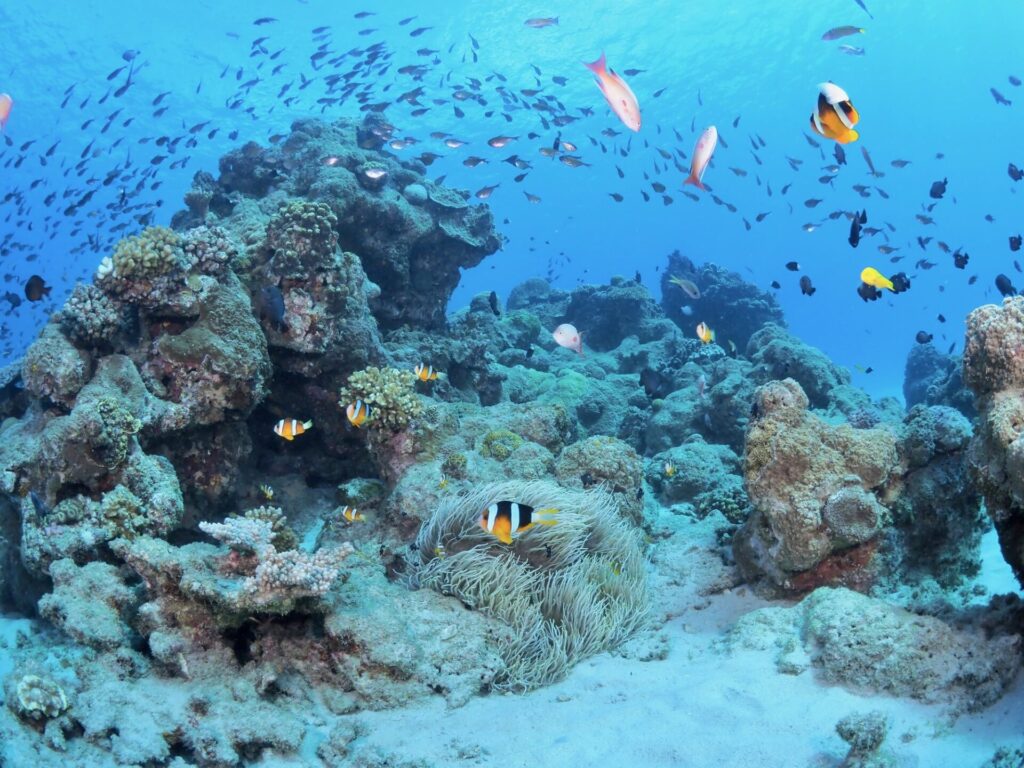加計呂麻島の水中には、カラフルな魚とサンゴ礁が観察できる 