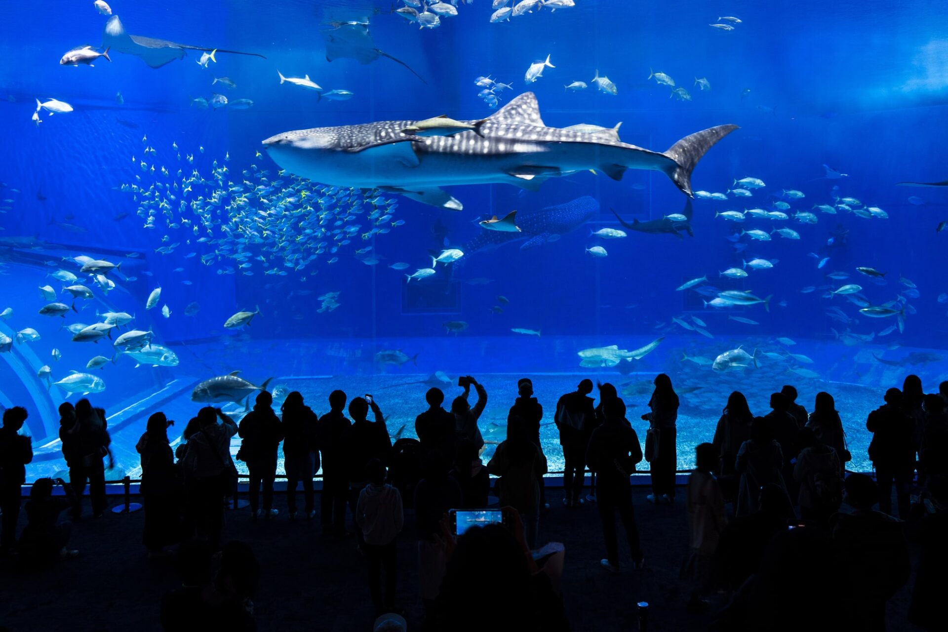 沖縄美ら海水族館