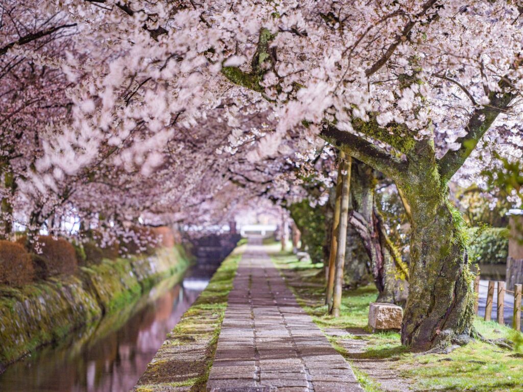 満開の桜と哲学の道は春に訪れたい観光名所