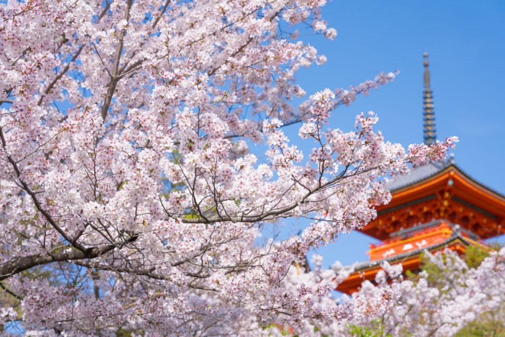 清水寺の三重塔と満開の桜