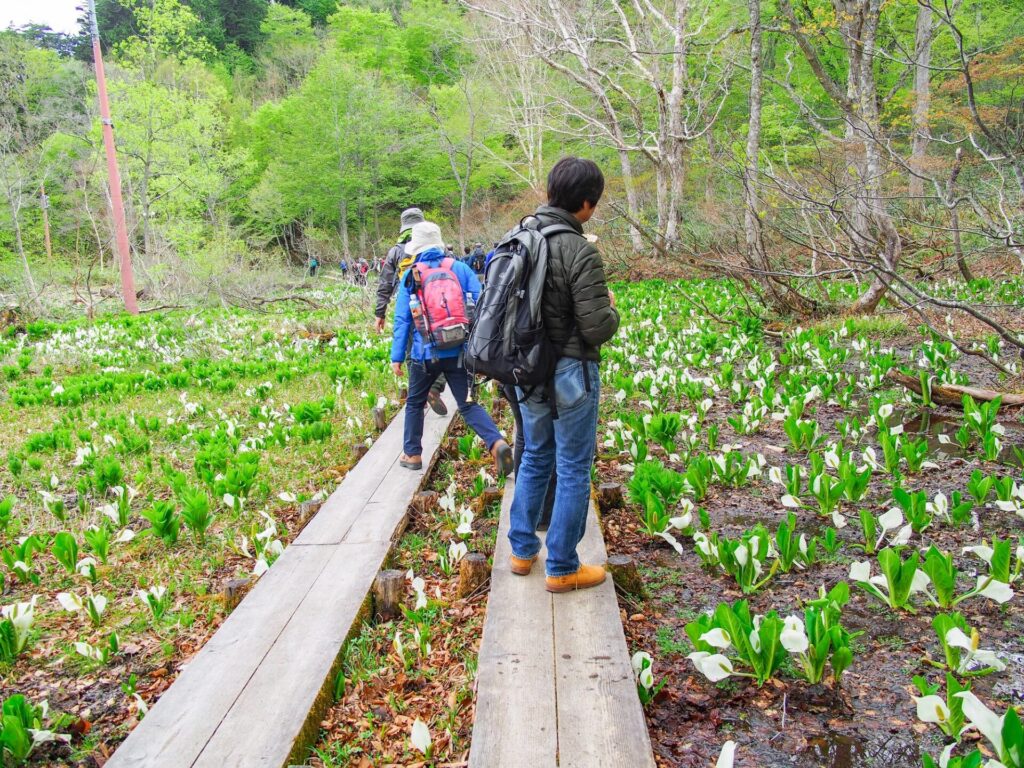 尾瀬・テンマ沢に咲くミズバショウを楽しむハイキングの人々