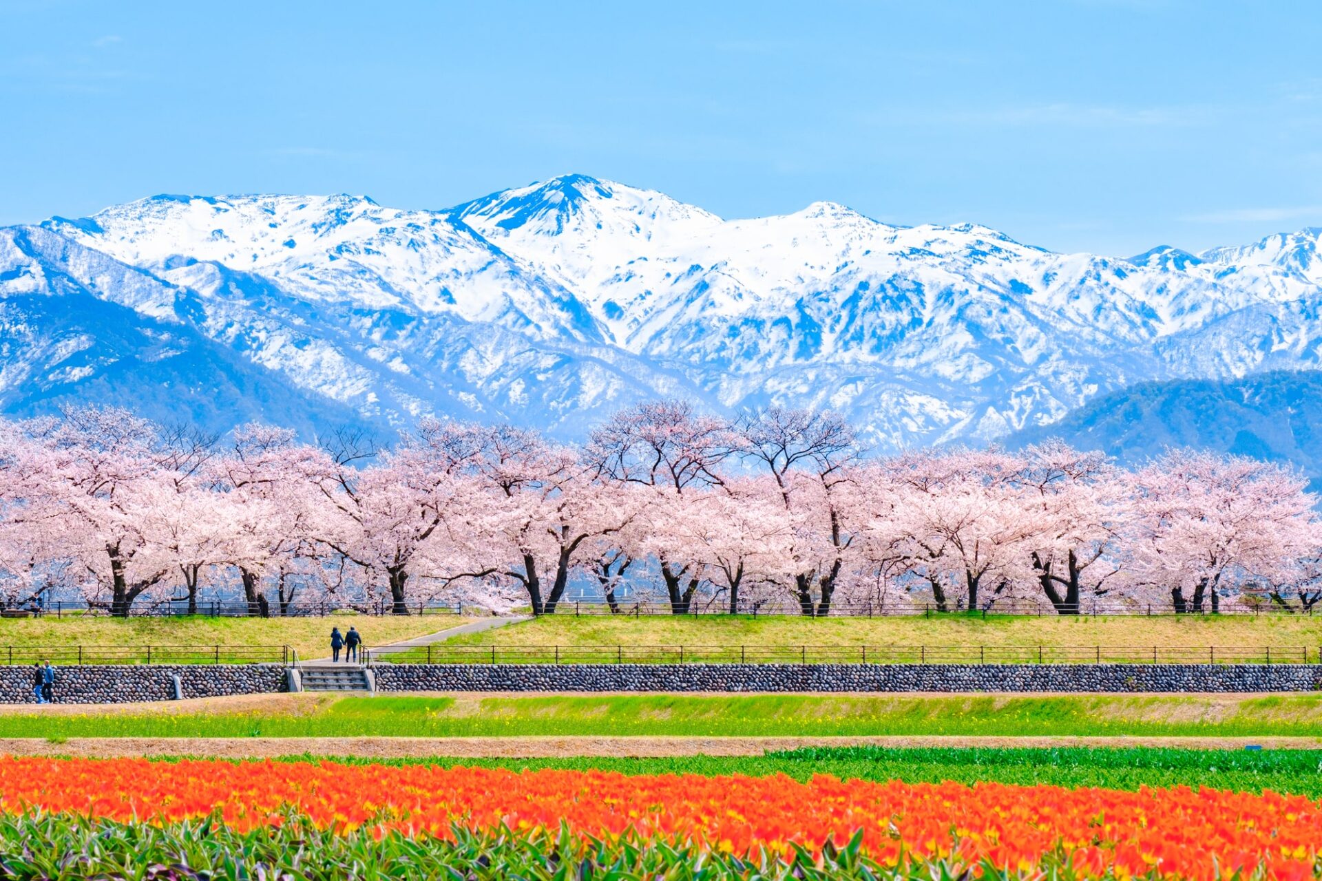 富山県のあさひ舟川　桜とチューリップが咲き誇る